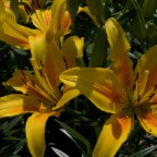 Yellow Lilies