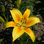 Yellow Lily