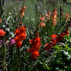 Gladioli