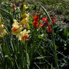 Gladioli