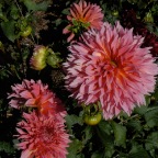 Dahlias
