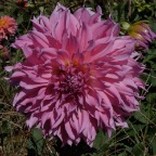 Dahlia