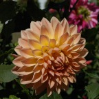 Yellow pink dahlia