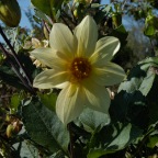 Yellow single dahlia