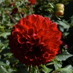 Red dahlia