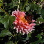 Pink dahlia