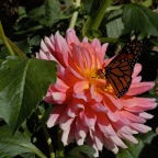 Pink dahlia