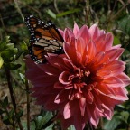 Pink dahlia