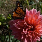 Pink dahlia