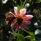 Light pink dahlia