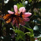 Bee and butterfly