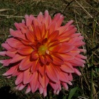 Large pink dahlia