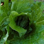 Chinese cabbage