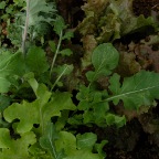 Lettuce mix