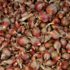 Walking onions