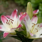 Lollipop Lilies