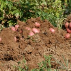 Fresh Dug Potatoes