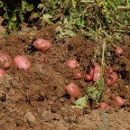 Fresh Potatoes