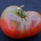 Cherokee Purple