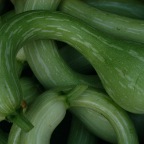 Tromboncino squash
