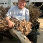 Garlic harvest