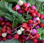 Easter Egg Radishes