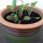 Greens Planter