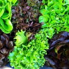 Gourmet Head Lettuce