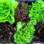 Gourmet Head Lettuce