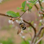 Pollination