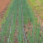 Onions