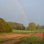 Rainbow over meadow