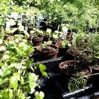 Transplants