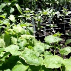 Plants