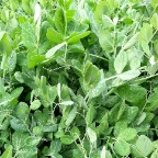 Pea shoots