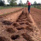 Tomato planting