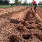 Tomato planting