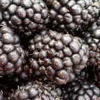 Blackberries