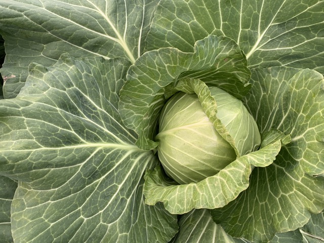 Green cabbage