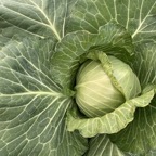 Green cabbage