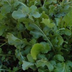 Arugula