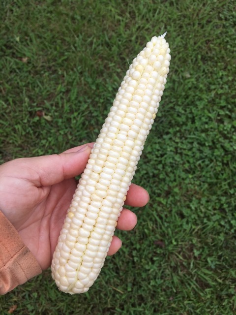 White sweet corn