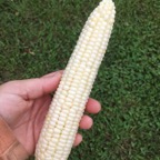 White sweet corn
