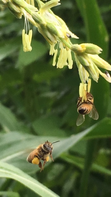 Bee with corn pollen