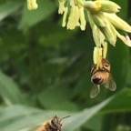 Bee with corn pollen