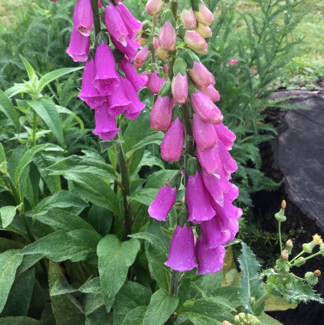 Foxgloves