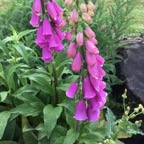 Foxgloves