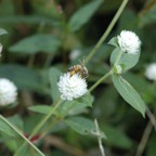 Gomphrena