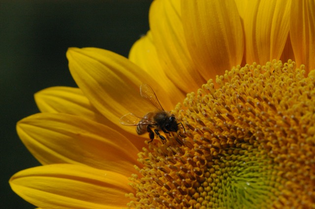 Sunflower honeybee