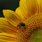 Sunflower honeybee
